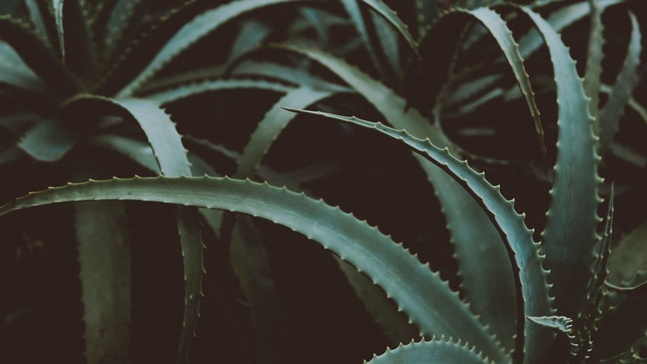 postpartum-rehab-core-pelvic-floor-strength-online-program-chiropractor-smithers